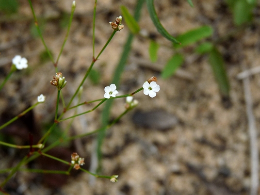 {Stipulicida setacea}